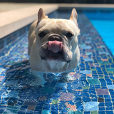 Entry image for Gus 
