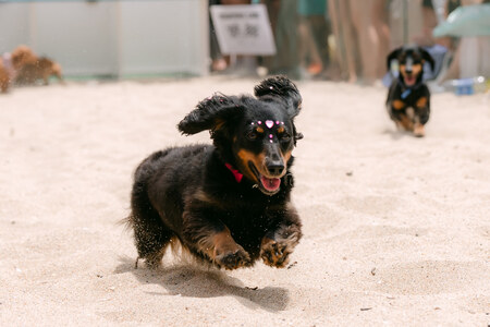 Entry image for Xena. Clicking this image will show a larger photo