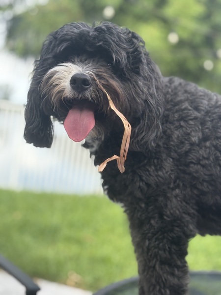 Entry image for Phoebe. Clicking this image will show a larger photo
