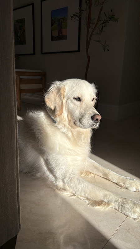 Entry image for Enzo. Clicking this image will show a larger photo