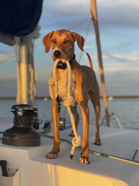 Entry image for Bailey Boy. Clicking this image will show a larger photo