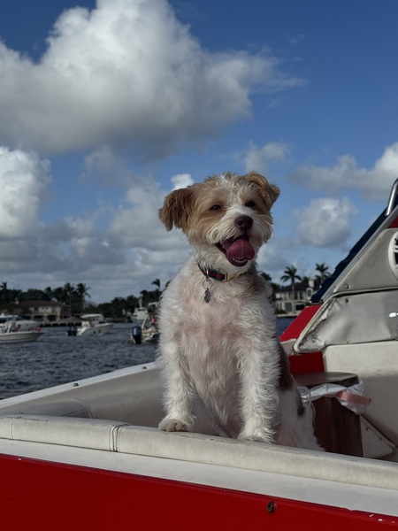 Entry image for Ollie. Clicking this image will show a larger photo