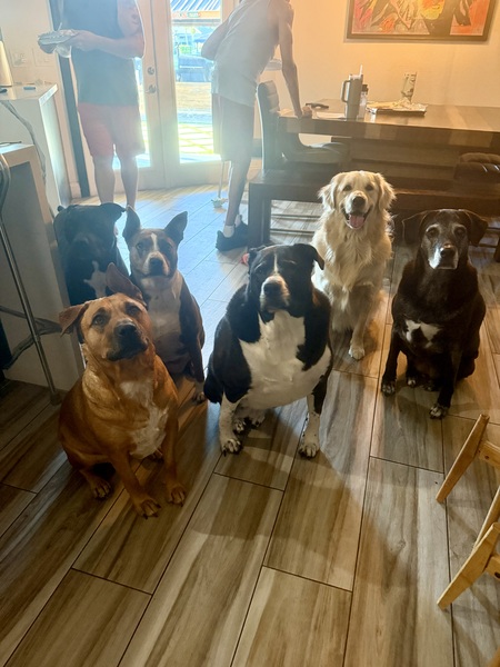 Entry image for Ezzie, Rudy, Remi, Sailor, Jersey, & Bourbon. Clicking this image will show a larger photo