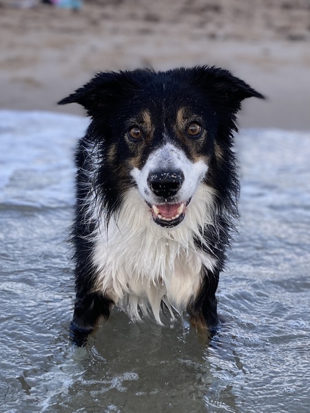 Entry image for Darcy. Clicking this image will show a larger photo