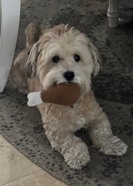 Entry image for Alfie. Clicking this image will show a larger photo