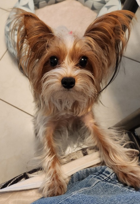 Entry image for PIPER. Clicking this image will show a larger photo