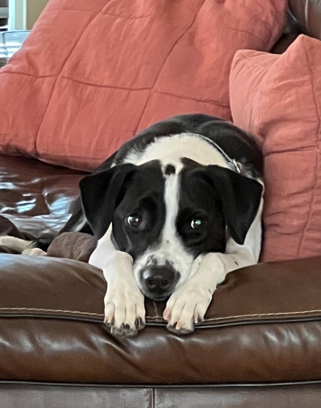 Entry image for Stella. Clicking this image will show a larger photo