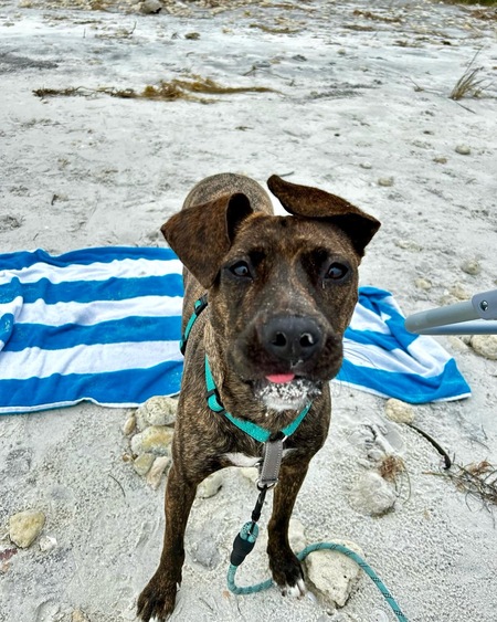 Entry image for Hazel. Clicking this image will show a larger photo