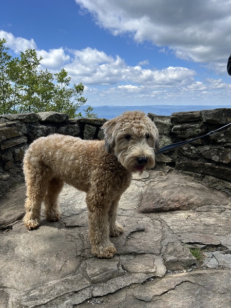 Entry image for Bentley. Clicking this image will show a larger photo