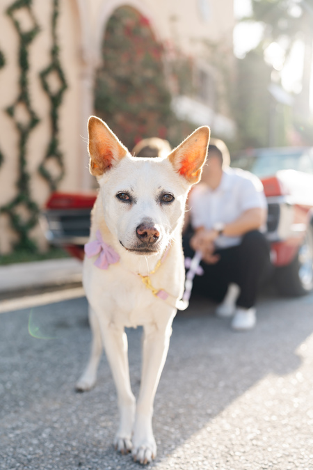 Entry image for Nala. Clicking this image will show a larger photo