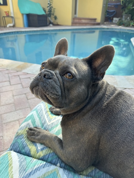 Entry image for Dozer . Clicking this image will show a larger photo