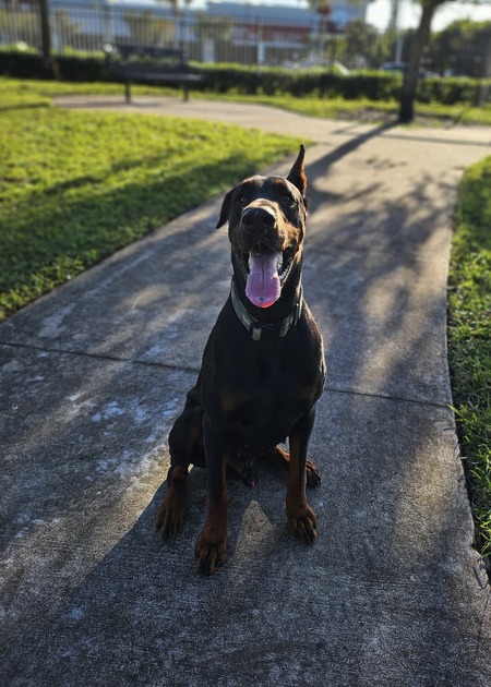 Entry image for Spike. Clicking this image will show a larger photo