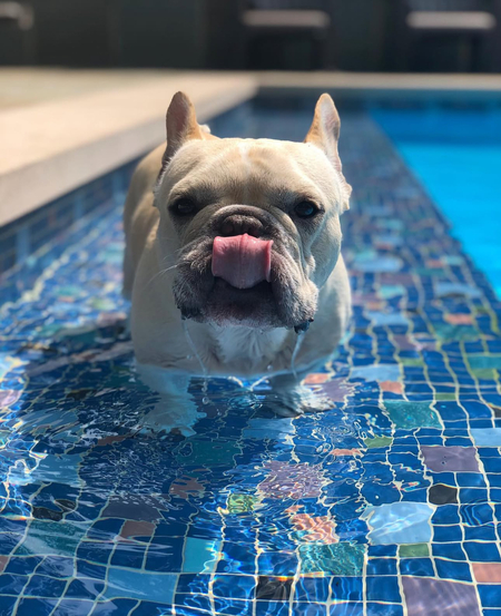 Entry image for Gus . Clicking this image will show a larger photo