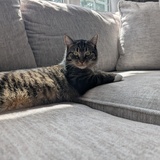 Entry image for Millie