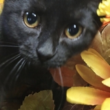 Entry image for Penny