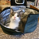 Entry image for Benny 