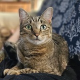 Entry image for Eddie