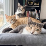 Entry image for Cappuccino, Macchiato, & Chai