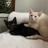 Entry image for Isabella & Vinnie
