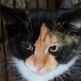 Entry image for Callie