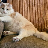 Entry image for Scruffy Taylor