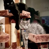 Entry image for Reggie and Teddy