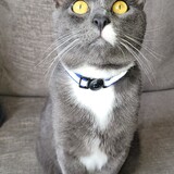 Entry image for LG (Little Grey)