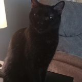 Entry image for Toby