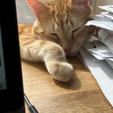 Entry image for Felix