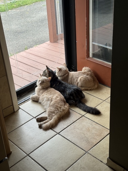 Frasier, Forest, and Jefferson