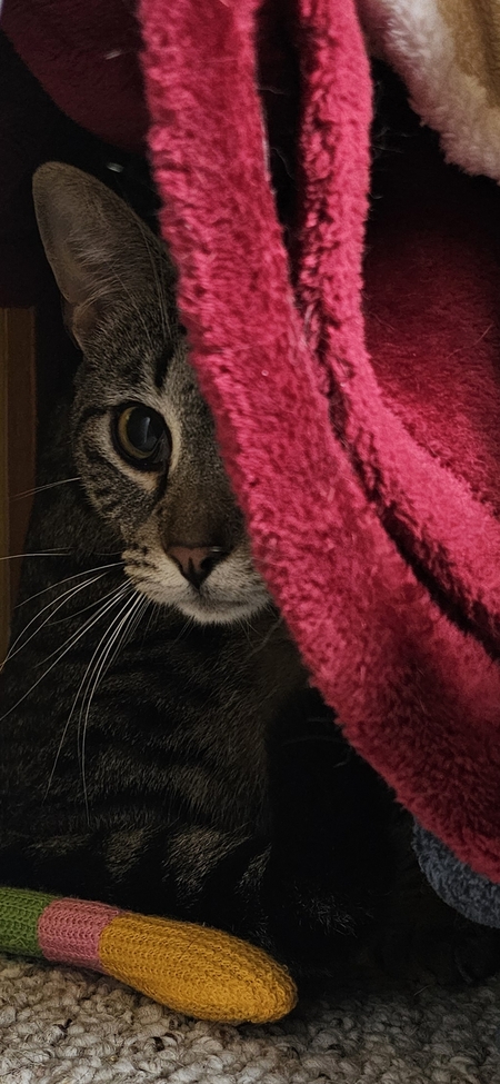 Milo