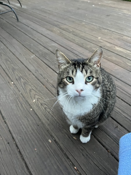Dewey