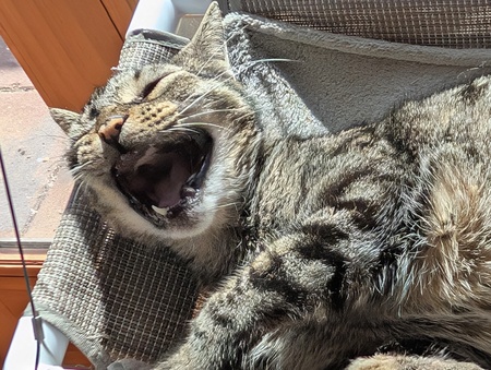 Tigger 