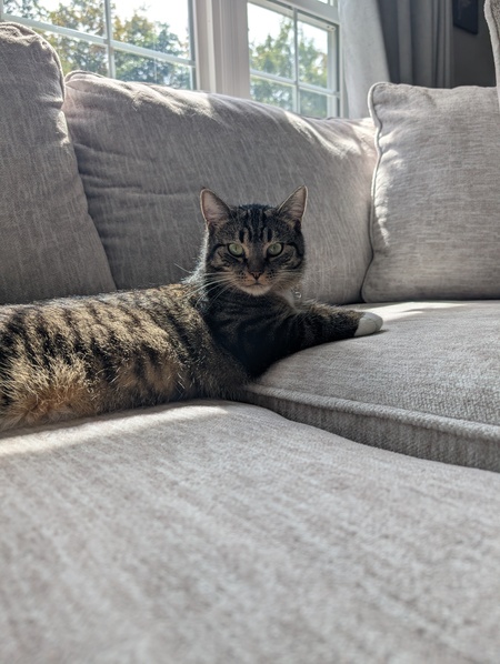 Entry image for Millie. Clicking this image will show a larger photo