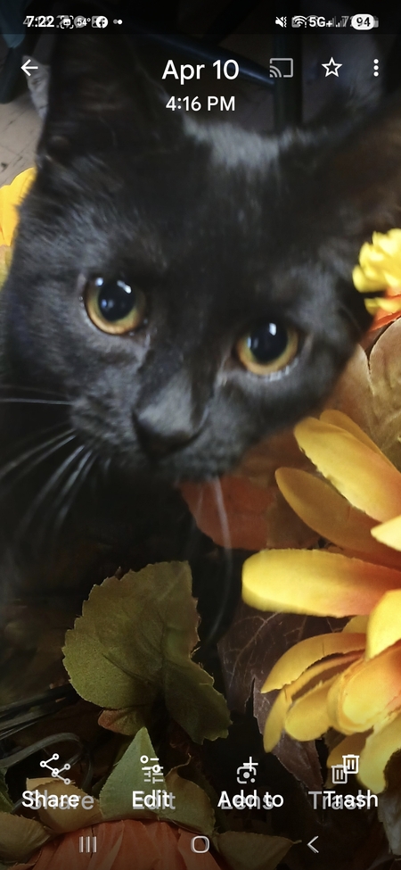 Entry image for Penny. Clicking this image will show a larger photo