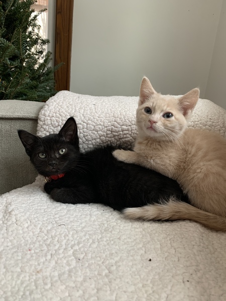 Entry image for Isabella & Vinnie. Clicking this image will show a larger photo