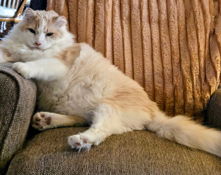 Entry image for Scruffy Taylor. Clicking this image will show a larger photo