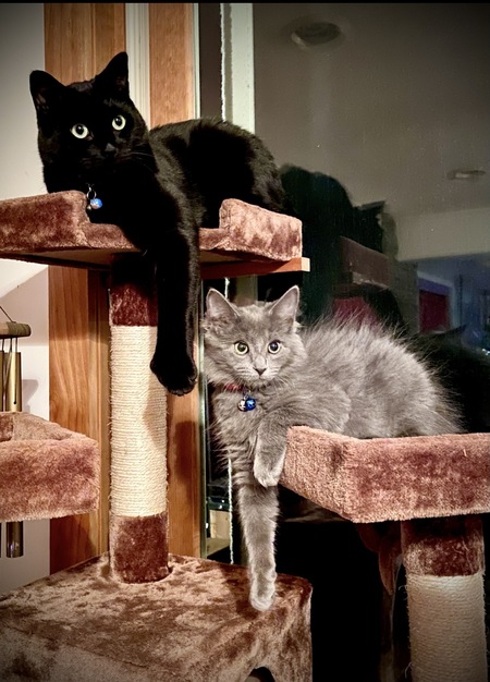 Entry image for Reggie and Teddy. Clicking this image will show a larger photo