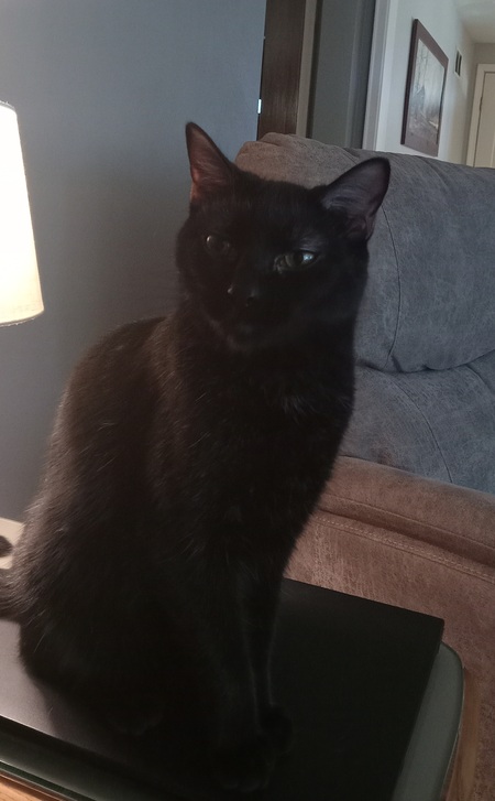 Entry image for Toby. Clicking this image will show a larger photo