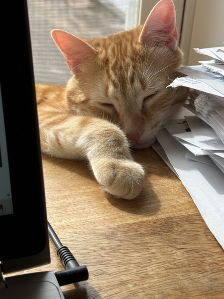 Entry image for Felix. Clicking this image will show a larger photo