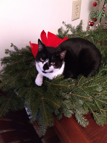 Entry image for Miss Kitty. Clicking this image will show a larger photo