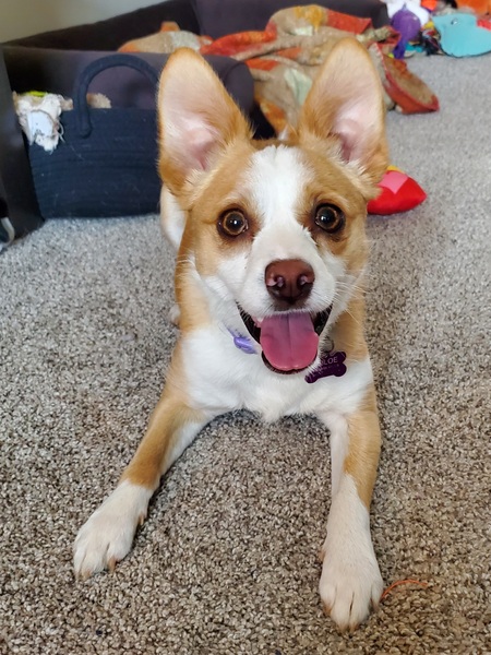 Entry image for Chloe. Clicking this image will show a larger photo