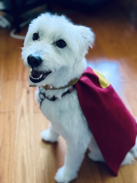 Entry image for Ghost. Clicking this image will show a larger photo