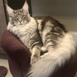 Entry image for Admiral Chester