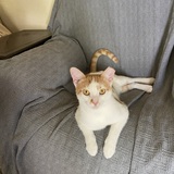 Entry image for Ginger