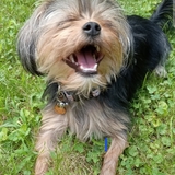 Entry image for TILLIE