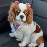 Entry image for Braylee
