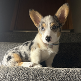 Entry image for Sadie
