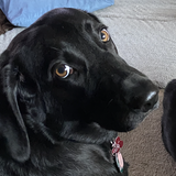 Entry image for Cassie 