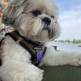 Entry image for Ollie